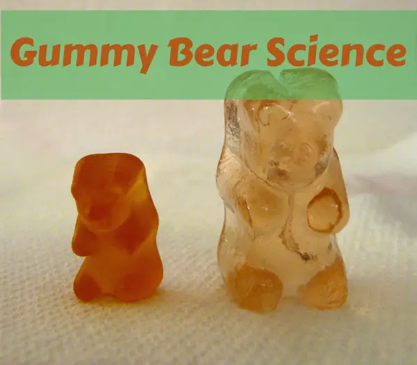 Why Do Gummy Bears Grow In Water