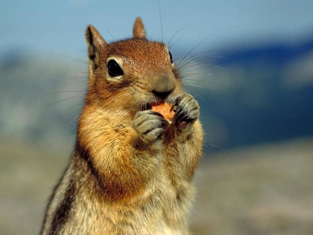 Are Salted Peanuts Bad For Squirrels