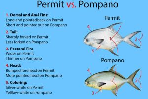 Permit-vs-Pompano