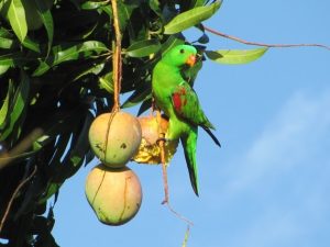 Red-winged-Parrot-with-mango
