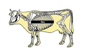 beef_cattle_skeleton_-_ribs