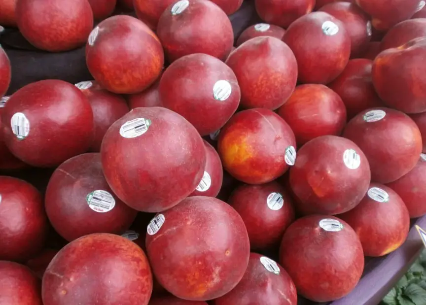 Who Eats the Flame Flame Fruit? Vending Business Machine Pro Service