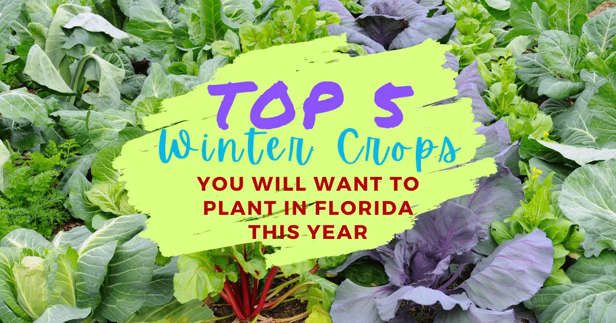 What Vegetables To Grow In Florida Winter? Vending Business Machine