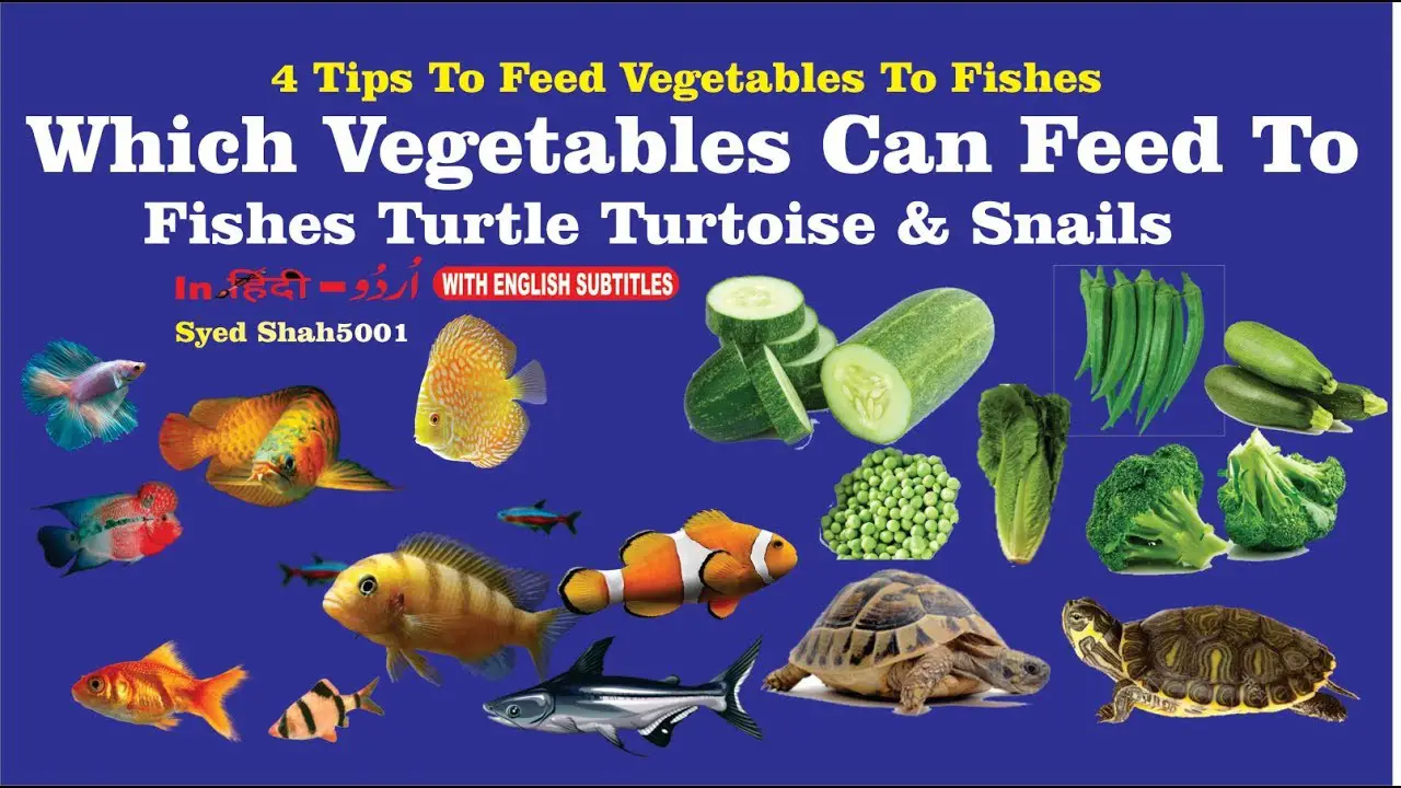 What Vegetables Can Fish Eat? Vending Business Machine Pro Service