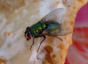 fly-food