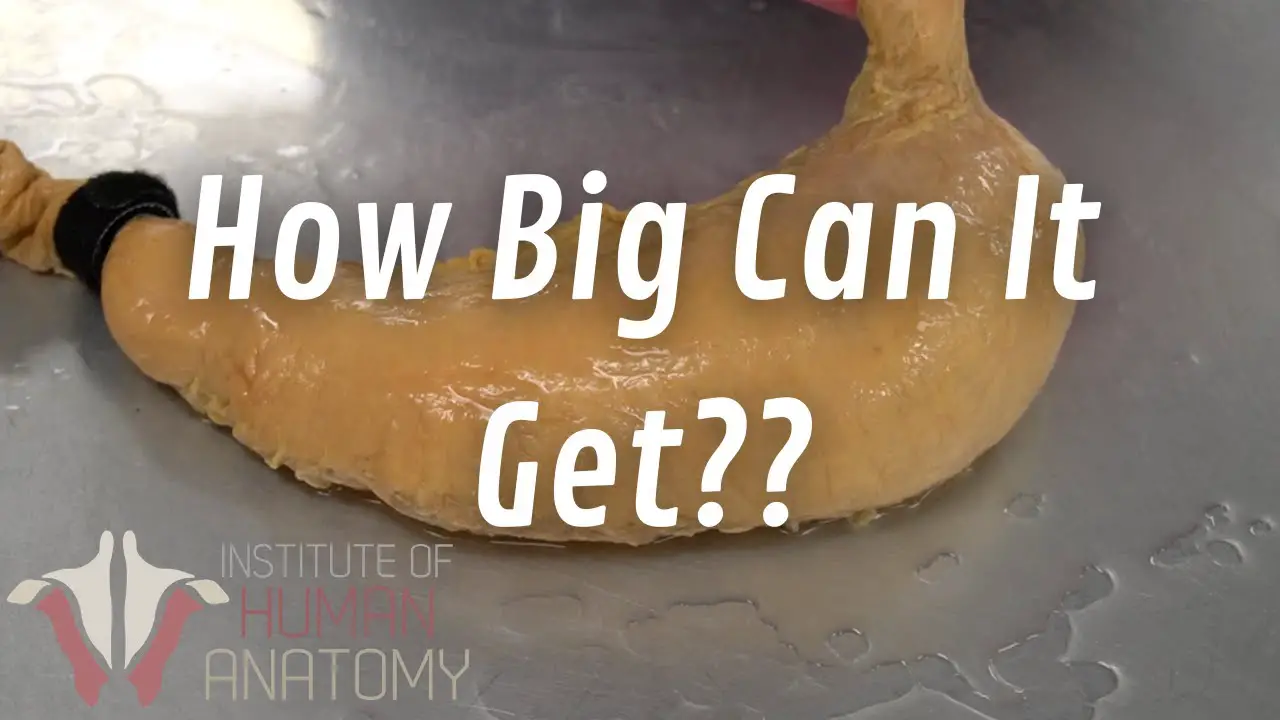 How Many Pounds Of Food Can A Stomach Hold Vending Business Machine