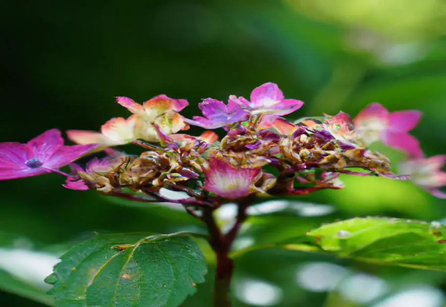 Do hydrangeas attract flies Vending Business Machine Pro Service