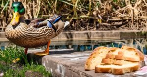 Can Ducks Eat Stale Bread: The Impact on Duck Health and Environment