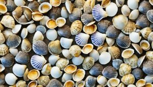Are clams and scallops the same?